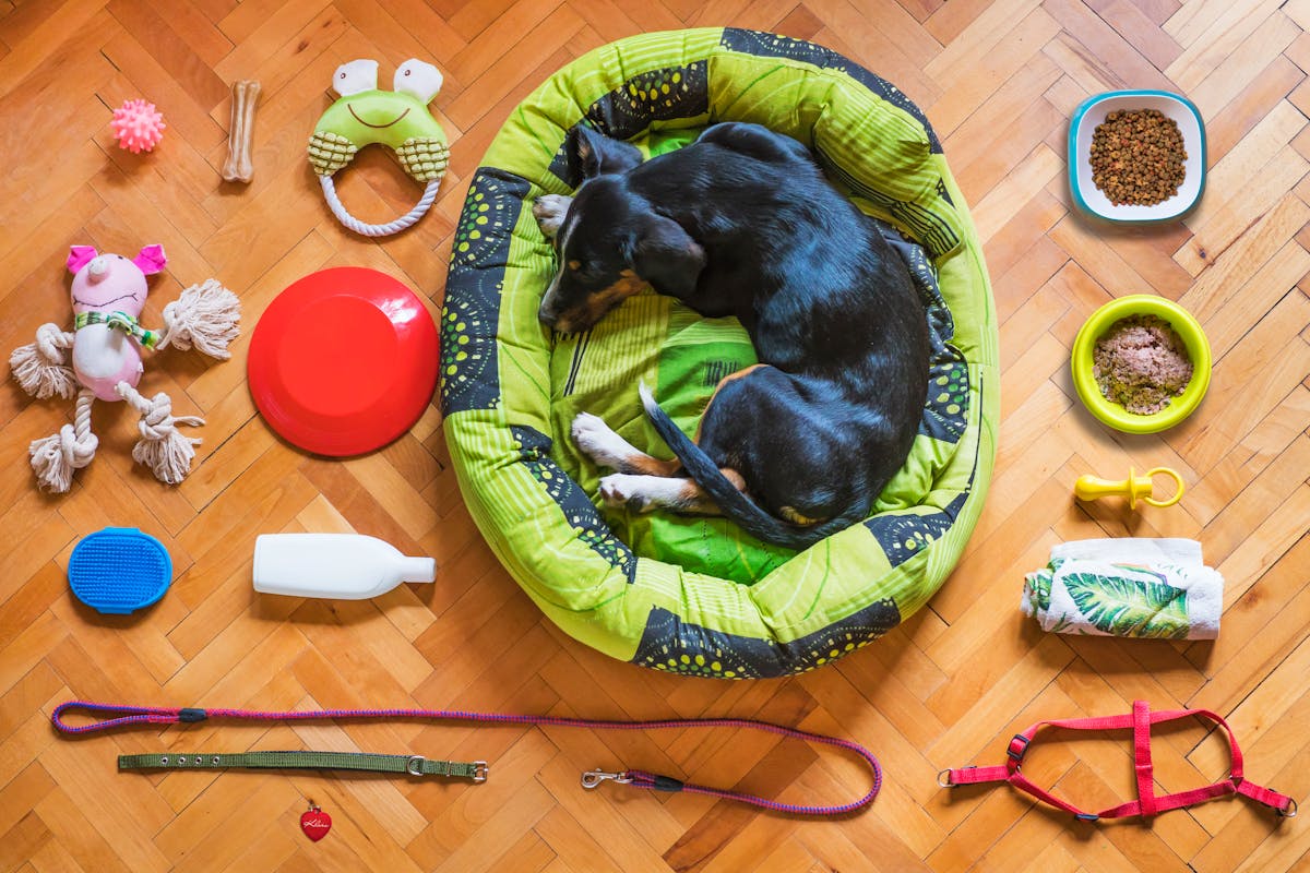 Pet supplies assortment